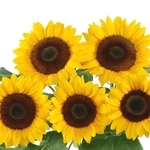 向日葵-陽光-農友種苗股份有限公司