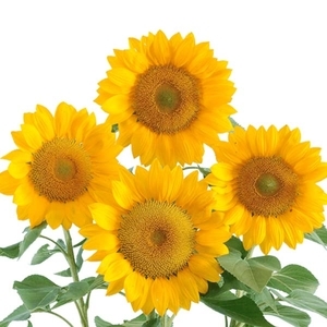 向日葵-陽光,農友種苗股份有限公司