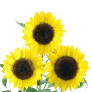 向日葵-陽光,農友種苗股份有限公司