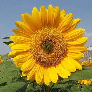 向日葵-米羅,農友種苗股份有限公司