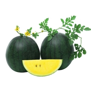 西瓜-確信,農友種苗股份有限公司