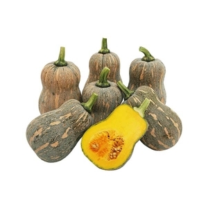 南瓜-托爾斯滕,農友種苗股份有限公司