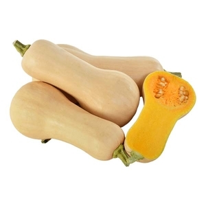 南瓜-大提琴,農友種苗股份有限公司