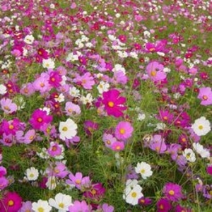 大波斯菊／混合色,農友種苗股份有限公司