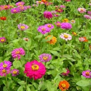 百日草／混合色,農友種苗股份有限公司