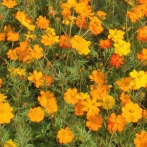 黃波斯菊,農友種苗股份有限公司