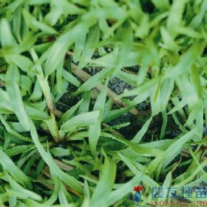 類地毯草,農友種苗股份有限公司