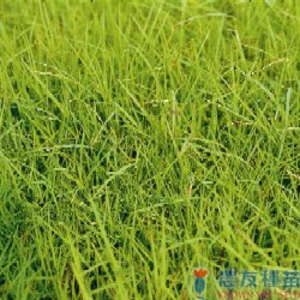 普通百慕達草(狗牙根),農友種苗股份有限公司