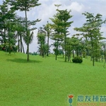 夏陽百慕達草 , 農友種苗股份有限公司