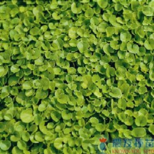 馬蹄金,農友種苗股份有限公司