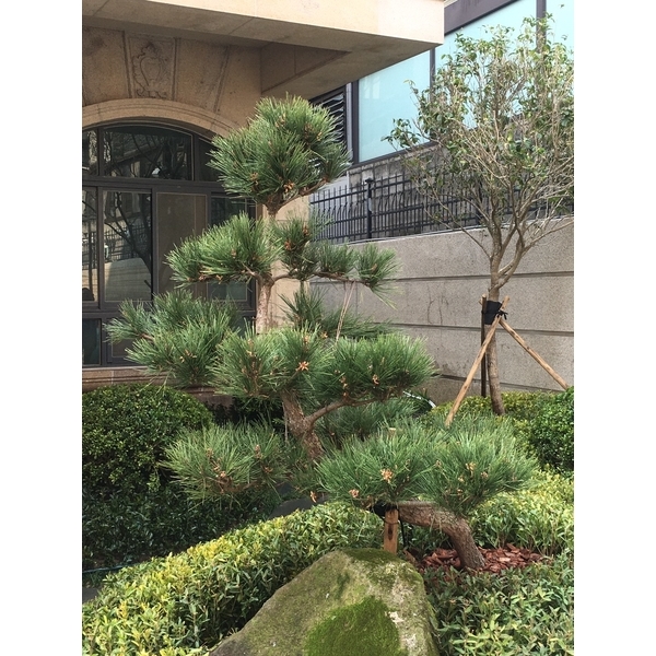 住宅庭園-桂林園藝