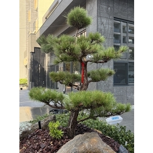 圓福鎮建設竹北高鐵特區精緻庭園