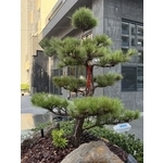 圓福鎮建設竹北高鐵特區精緻庭園 - 桂林園藝