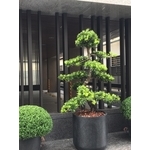 造型羅漢松 - 桂林園藝