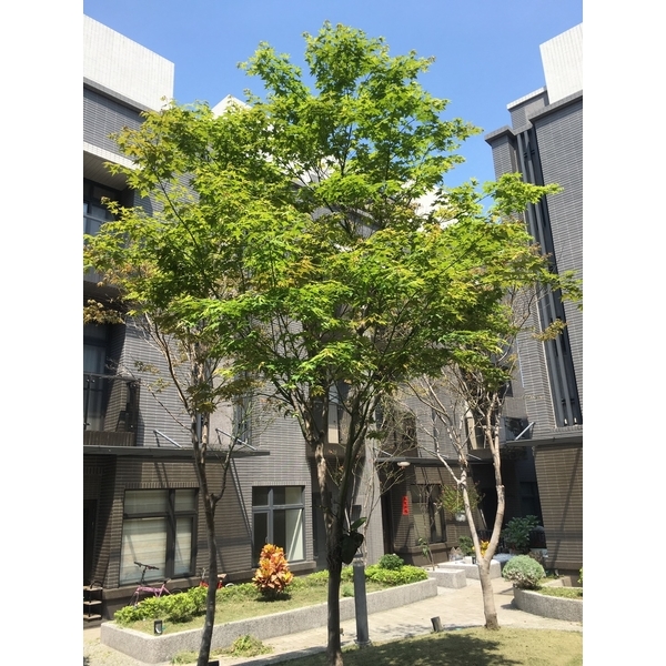 樹木養護,桂林園藝