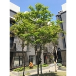 樹木養護 - 桂林園藝