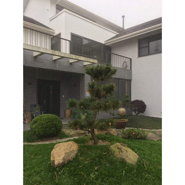 造型黑松,桂林園藝