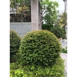 花草植栽 - 桂林園藝