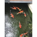 景觀水池 - 桂林園藝