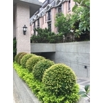 庭園綠化 - 桂林園藝