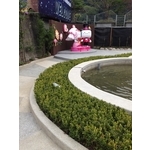 景觀魚池 - 桂林園藝