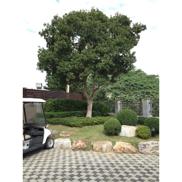 景觀樹木養護,桂林園藝