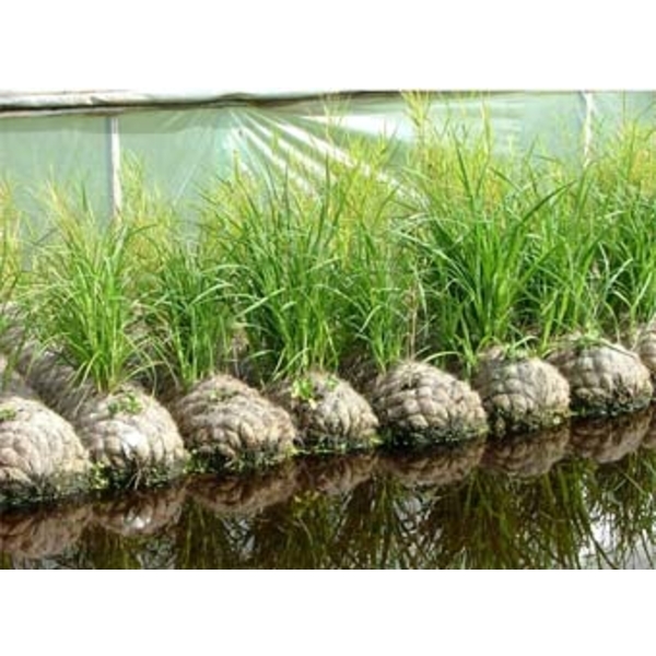 景觀系列-椰柱 景觀系列-椰柱-甲盟實業有限公司