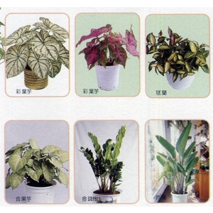 盆栽出租 , 永欣園藝中心