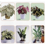 盆栽出租 , 永欣園藝中心