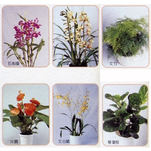 盆栽出租 , 永欣園藝中心