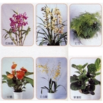 盆栽出租 , 永欣園藝中心