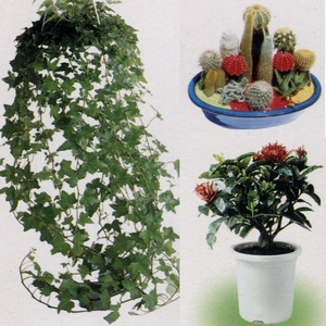 盆栽出租 , 永欣園藝中心