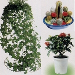 盆栽出租 , 永欣園藝中心