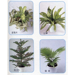 盆栽出租 , 永欣園藝中心