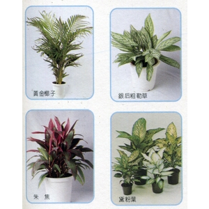 盆栽出租 , 永欣園藝中心