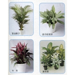 盆栽出租 , 永欣園藝中心