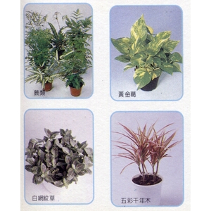 盆栽出租 , 永欣園藝中心