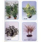 盆栽出租 , 永欣園藝中心