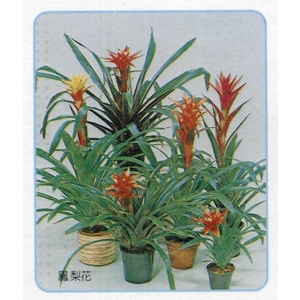 盆栽出租 , 永欣園藝中心