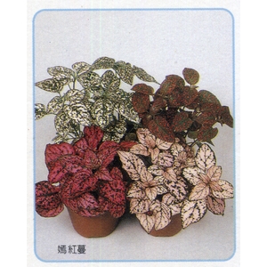 盆栽出租 , 永欣園藝中心