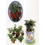 盆栽出租 , 永欣園藝中心