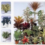 盆栽出租 , 永欣園藝中心