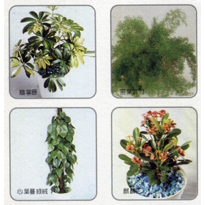 盆栽出租 , 永欣園藝中心