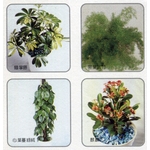 盆栽出租 , 永欣園藝中心