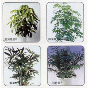 盆栽出租 , 永欣園藝中心