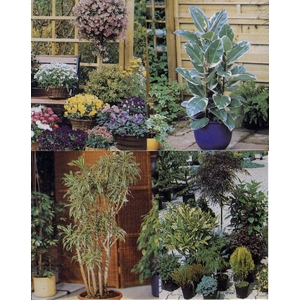 盆栽出租 , 永欣園藝中心