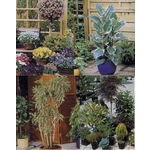 盆栽出租 , 永欣園藝中心