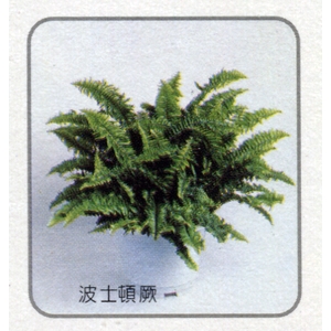 盆栽出租 , 永欣園藝中心