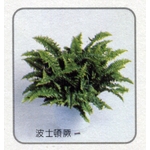 盆栽出租 , 永欣園藝中心