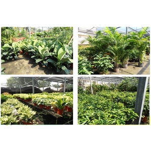 盆栽 , 永欣園藝中心